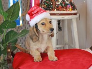 Kaninchen_Dachshund1906