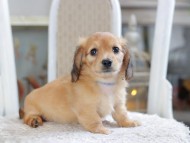 Kaninchen_Dachshund1909