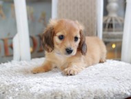 Kaninchen_Dachshund1910 Kaninchen_Dachshund1910