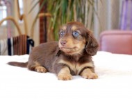 カヌレ & ブルースの子犬 チョコタン 男の子 カニンヘン ダックスフンド