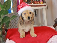 Kaninchen_Dachshund1912 Kaninchen_Dachshund1912