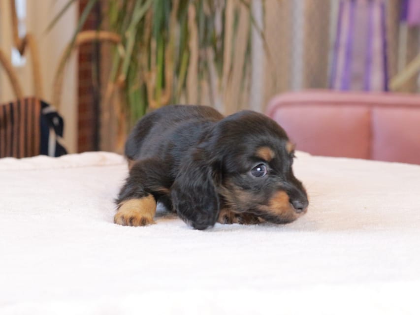 カニンヘン ダックスフンド カヌレ & ブルースの子犬 ブラックタン 女の子