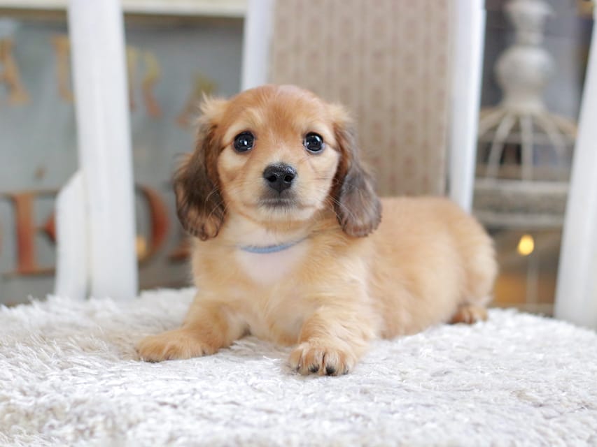 カニンヘン ダックスフンド ノン&パッションの子犬 レッド 男の子（2）