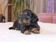 カヌレ & ブルースの子犬 ブラックタン 女の子 カニンヘン ダックスフンド