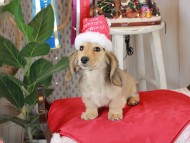 Kaninchen_Dachshund1919