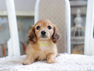 Kaninchen_Dachshund1922