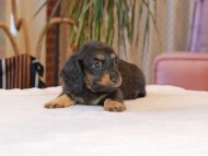 Kaninchen_Dachshund1922 Kaninchen_Dachshund1922