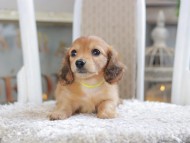 Kaninchen_Dachshund1924