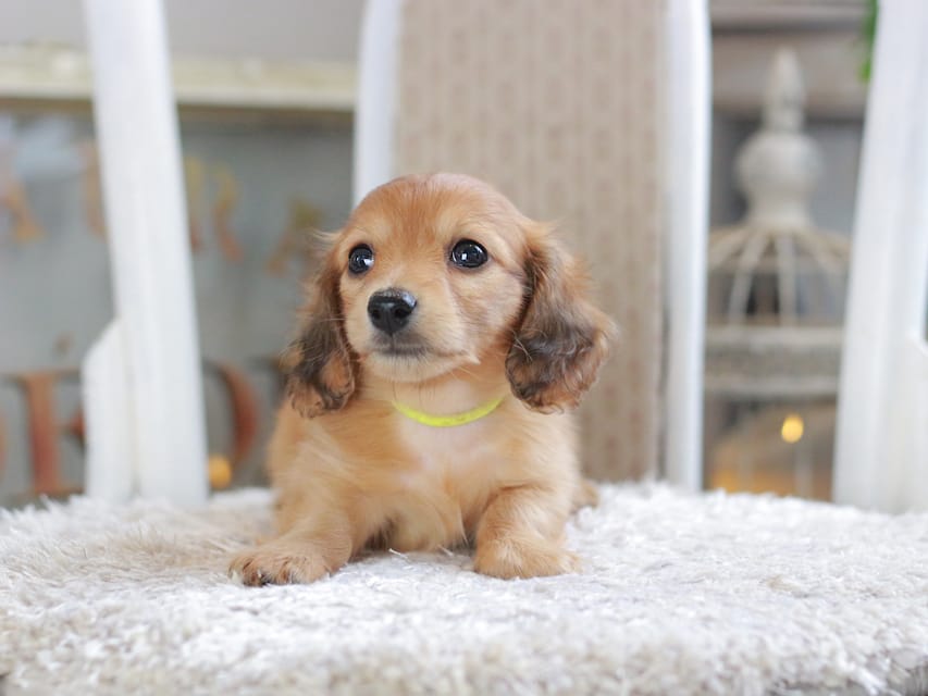 カニンヘン ダックスフンド ノン&パッションの子犬 レッド 男の子（3）