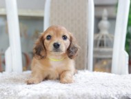 Kaninchen_Dachshund1925