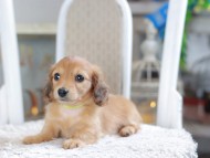 Kaninchen_Dachshund1928