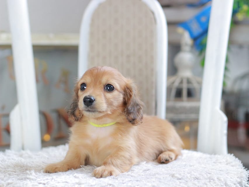 カニンヘン ダックスフンド ノン&パッションの子犬 レッド 男の子（3）