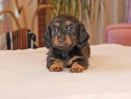 Kaninchen_Dachshund1931 Kaninchen_Dachshund1931