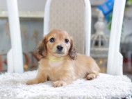 Kaninchen_Dachshund1932