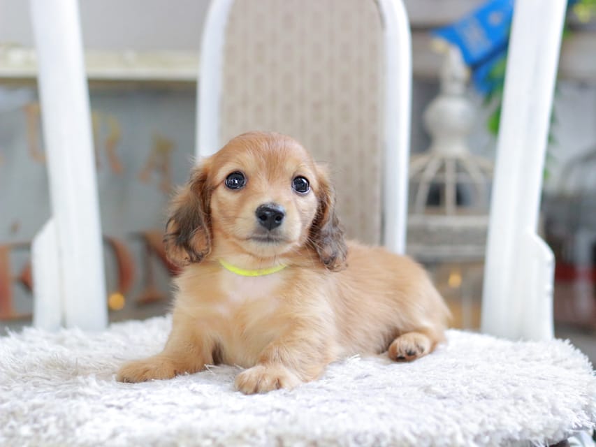 カニンヘン ダックスフンド ノン&パッションの子犬 レッド 男の子（3）