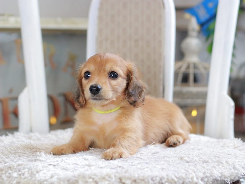 カニンヘン ダックスフンド ノン&パッションの子犬 レッド 男の子（3）