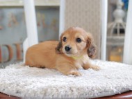 Kaninchen_Dachshund1938