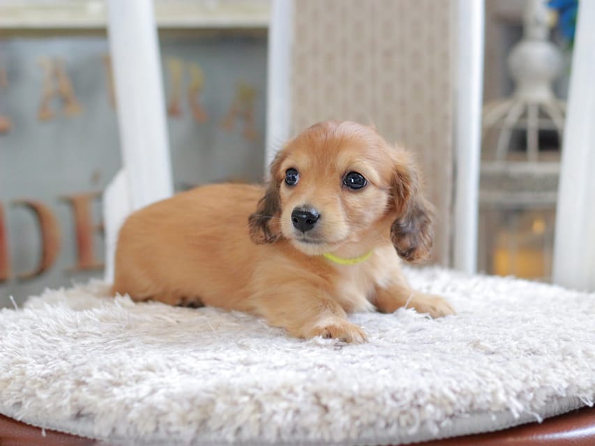 カニンヘン ダックスフンド ノン&パッションの子犬 レッド 男の子（3）