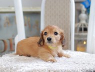 Kaninchen_Dachshund1939