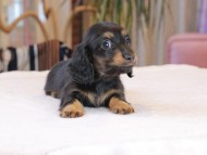 Kaninchen_Dachshund1943 Kaninchen_Dachshund1943