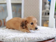 Kaninchen_Dachshund1944