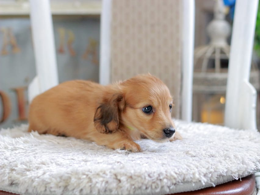 カニンヘン ダックスフンド ノン&パッションの子犬 レッド 男の子（3）