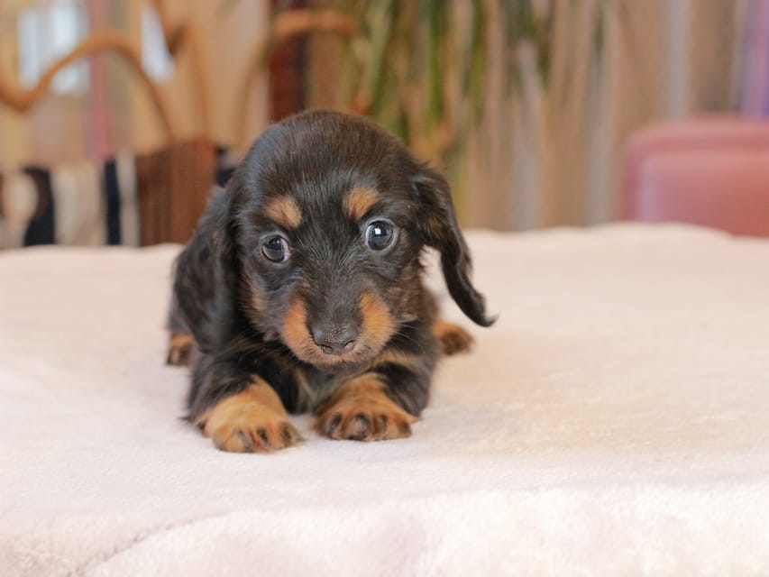 カニンヘン ダックスフンド カヌレ & ブルースの子犬 ブラックタン 女の子