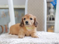 Kaninchen_Dachshund1945