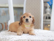 Kaninchen_Dachshund1946