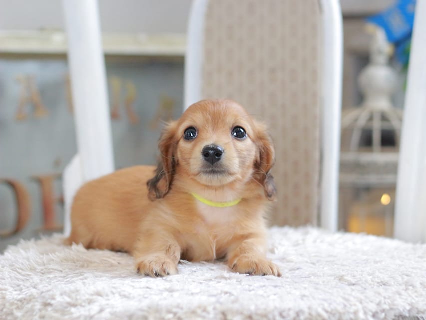 カニンヘン ダックスフンド ノン&パッションの子犬 レッド 男の子（3）