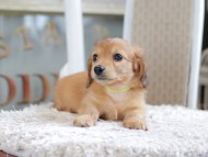 Kaninchen_Dachshund1950