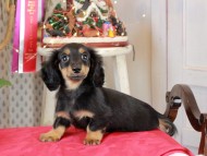 Kaninchen_Dachshund1951