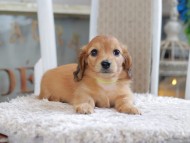 Kaninchen_Dachshund1952