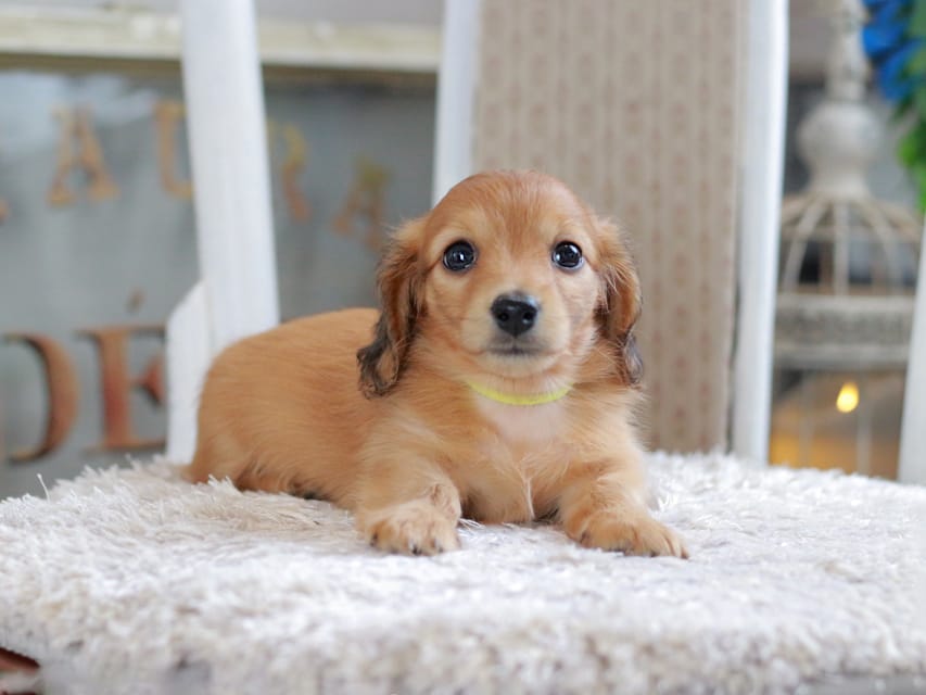 カニンヘン ダックスフンド ノン&パッションの子犬 レッド 男の子（3）