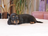 Kaninchen_Dachshund1956 Kaninchen_Dachshund1956