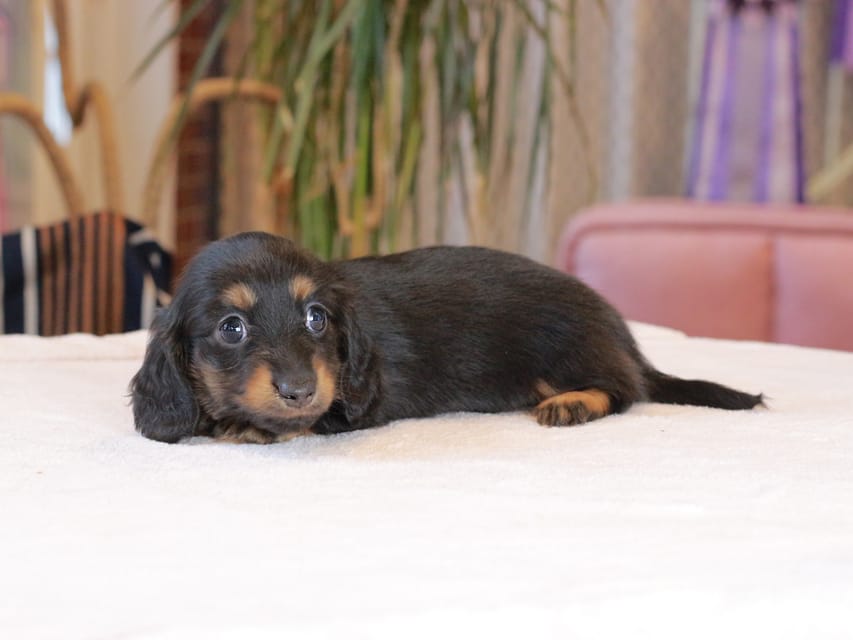カニンヘン ダックスフンド カヌレ & ブルースの子犬 ブラックタン 女の子