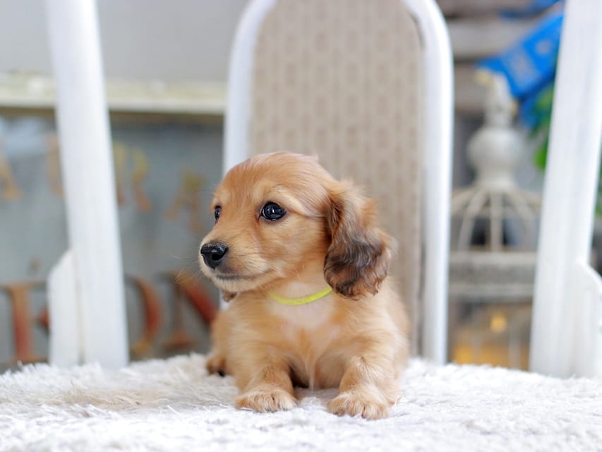 カニンヘン ダックスフンド ノン&パッションの子犬 レッド 男の子（3）