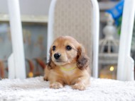 Kaninchen_Dachshund1959