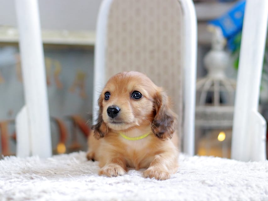 カニンヘン ダックスフンド ノン&パッションの子犬 レッド 男の子（3）