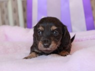 Kaninchen_Dachshund196