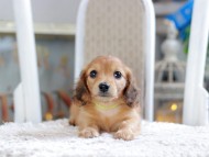 Kaninchen_Dachshund1960