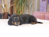 Kaninchen_Dachshund1961 Kaninchen_Dachshund1961
