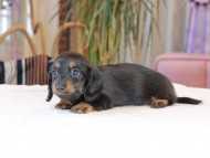 Kaninchen_Dachshund1964 Kaninchen_Dachshund1964