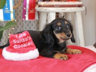 Kaninchen_Dachshund1995