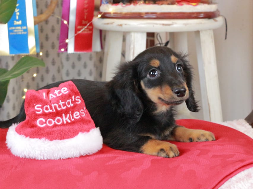 カニンヘンダックスフンド まる&ブルースの子犬 ブラックタン 男の子