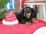 Kaninchen_Dachshund1999