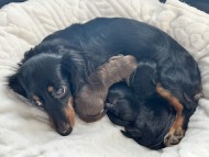Kaninchen_Dachshund1_0 Kaninchen_Dachshund1_0