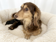 カヌレ & ブルース 3月1日 子犬の出産 カニンヘン ダックスフンド