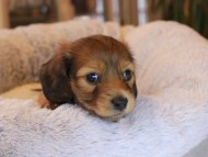 Kaninchen_Dachshund20.03-1 Kaninchen_Dachshund20.03-1