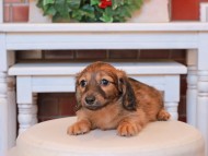 Kaninchen_Dachshund20.18-1 Kaninchen_Dachshund20.18-1